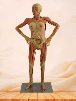 Pregnant woman plastinated specimen