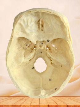 Horizontal section of human skull