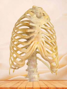 Overview of thorax plastinated specimen