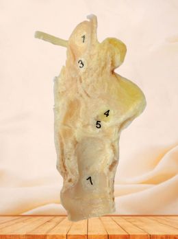 Sagittal section of larynx plastinated specimen