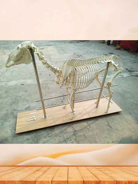 horse animal skeleton for sale
