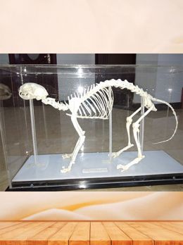 Cat Animal Bones for Sale