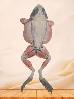 Bullfrog Plastinated Specimen