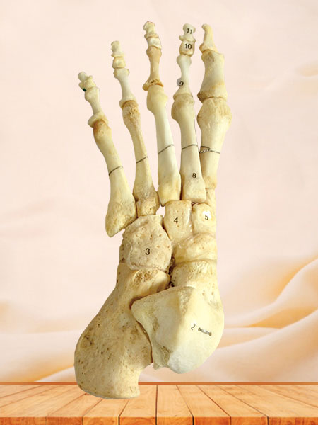 Human foot bones for medical education