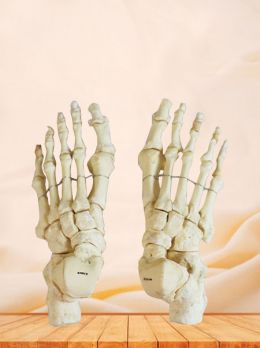 Human Foot Bones