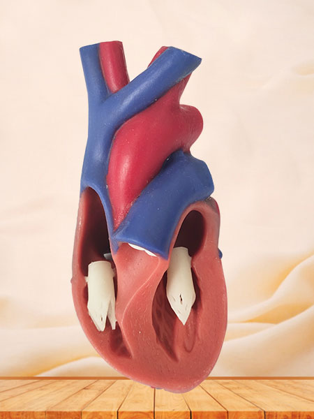 soft silicone normal heart model