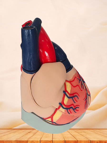 soft silicone human heart anatomy model