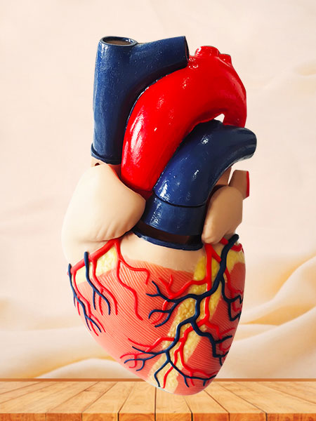 human soft silicone anatomy model