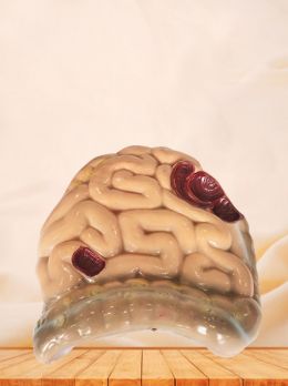 Soft Silicone Large and Small Intestine Anatomy Model