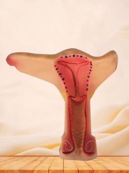 Soft Silicone Uterus Anatomy Model