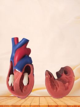 Human Soft Silicone Normal Heart Anatomy Model