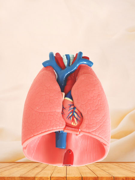 respiratory system soft silicone anatomy model