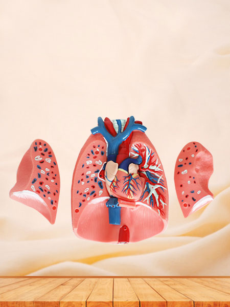 respiratory system anatomy model