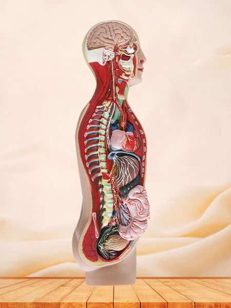 Sympathetic Nerve Soft Silicone Anatomy Model