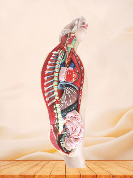 Human Sympathetic Nerve Soft Silicone Anatomy Model