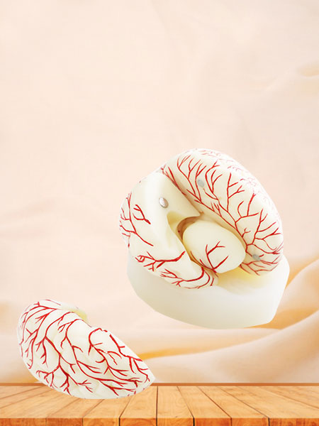 Human Cerebral Artery Soft Silicone Anatomy Model