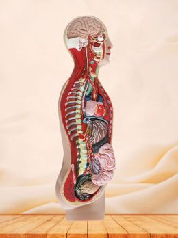 Sympathetic Nerve Soft Silicone Anatomy Model