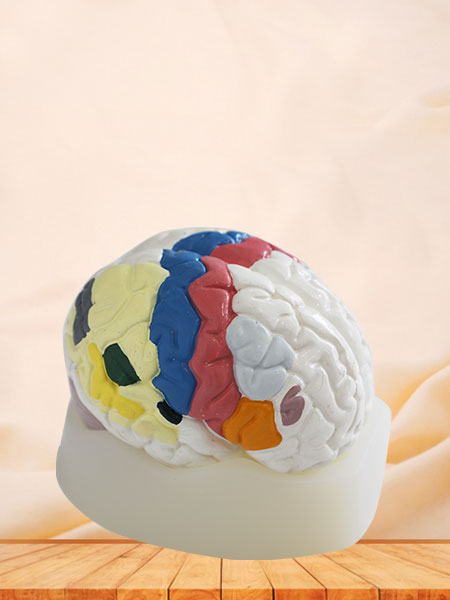Cerebral Cortex Silicone Anatomy Model