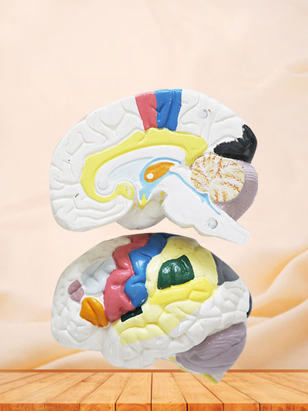 Cerebral Cortex Soft Anatomy Model