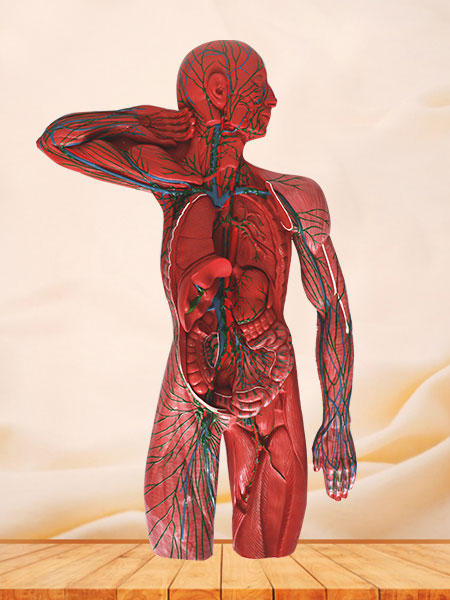Lymphatic System Soft Silicone Anatomy Model