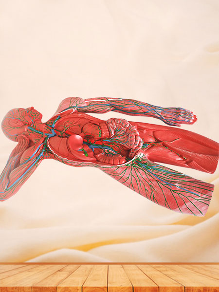 Lymphatic System Silicone Anatomy Model