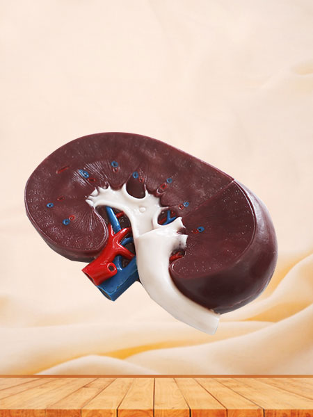Human Section of Kidney Soft Silicone Anatomy Model
