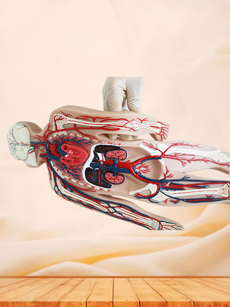 Blood Circulation System Soft Anatomy Model