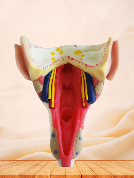 Throat Wall Muscle Silicone Anatomy Model