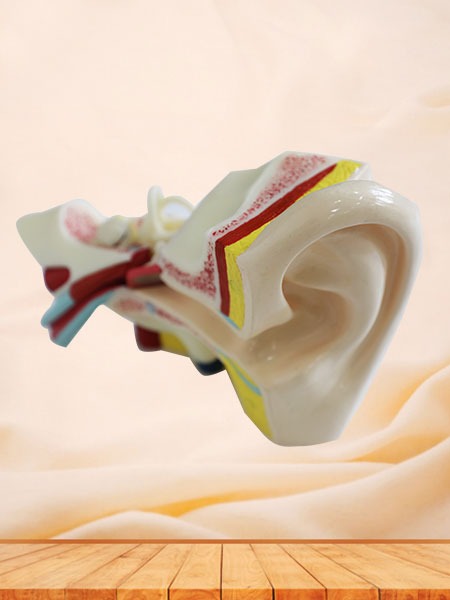 Right Ear Soft Silicone Anatomy Model