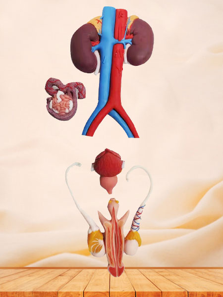 Human Male Genitourinary System Soft Silicone Anatomy Model