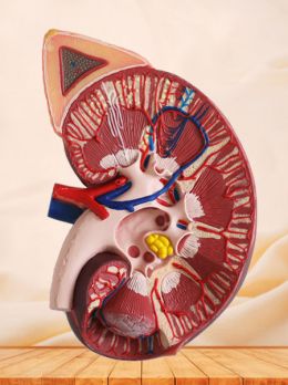 Kidney With Adrenal Gland Soft Silicone Anatomy Model