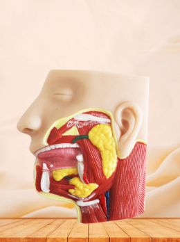 Salivary Glands Soft Silicone Anatomy Model