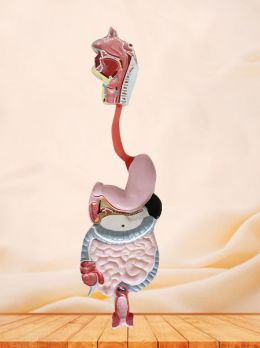 Digestive System Soft Silicone Anatomy Model