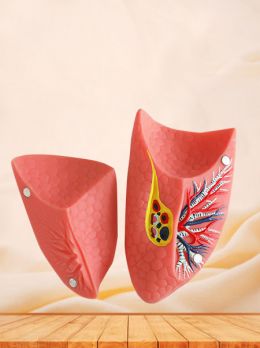 Double Lung Soft Silicone Anatomy Model