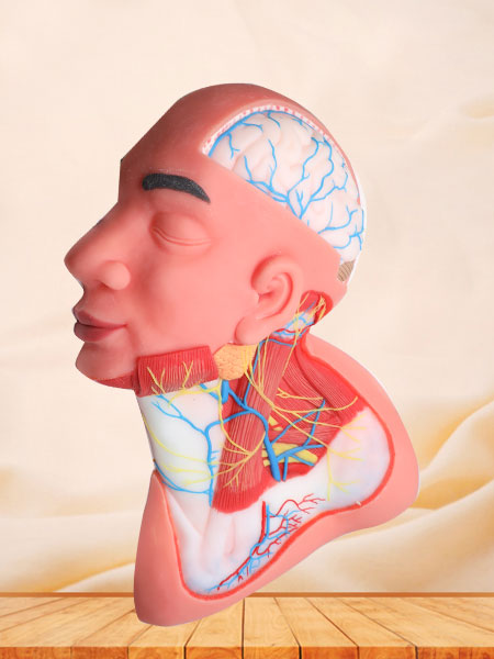 Superficial Arteries and Nerves of Head and Neck Silicone Anatomy Model