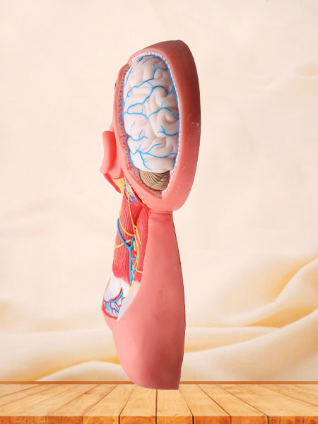 Superficial Arteries and Nerves of Head and Neck Soft  Anatomy Model
