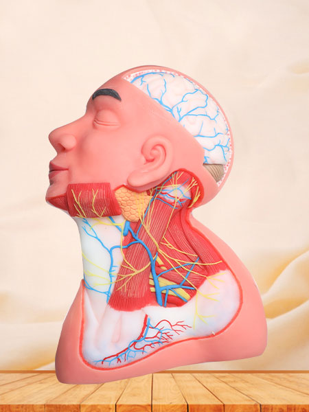 Superficial Arteries and Nerves of Head and Neck Soft Silicone Anatomy Model