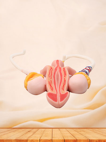 Male Reproductive Organ Soft Anatomy Model