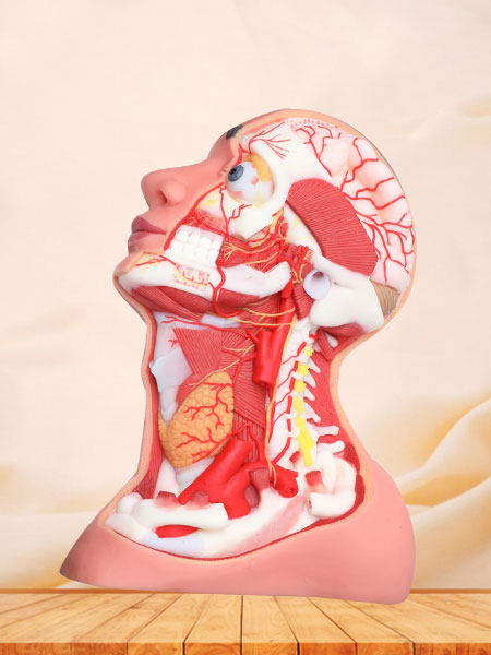 Deep Arteries And Nerves Of Head And Neck Soft Silicone Anatomy Model