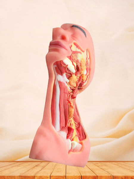 Human Median Arteries And Nerves Of Head And Neck Soft Silicone Anatomy Model