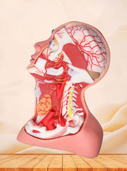 Deep Arteries And Nerves Of Human Head And Neck Soft Silicone Anatomy Model