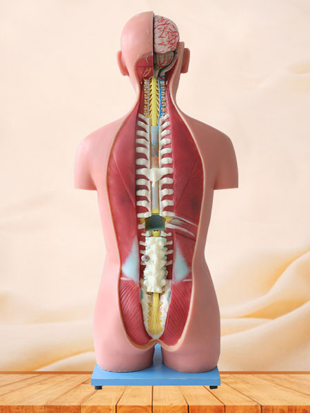 85cm human trunk silicone anatomy model