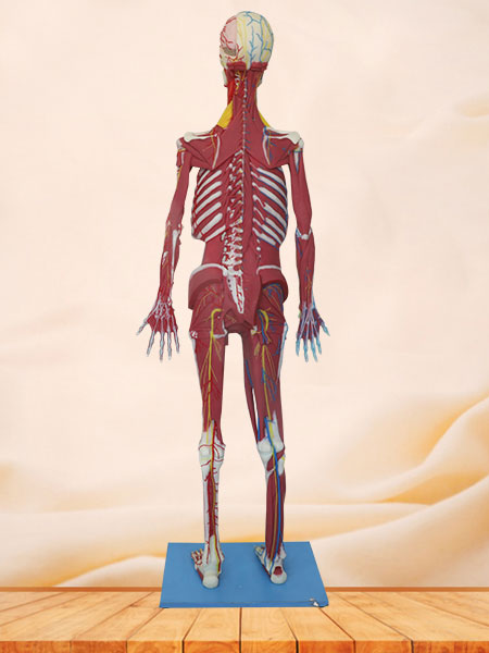 deep muscles, vascular and nerves of whole body anatomy model