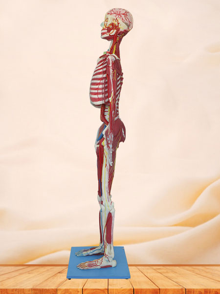 deep muscles, vascular and nerves of whole body soft anatomy model