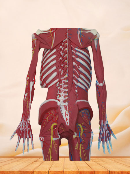 human deep muscles, vascular and nerves of whole body anatomy model