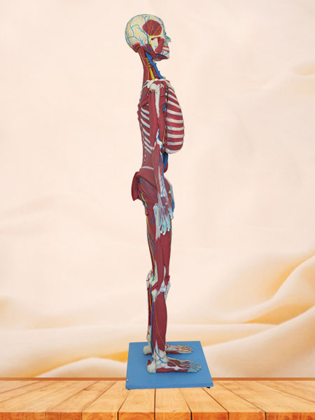 deep muscles, vascular and nerves of whole body silicone anatomy model