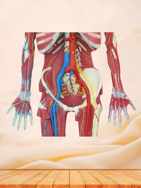human deep muscles, vascular and nerves of whole body soft silicone anatomy model