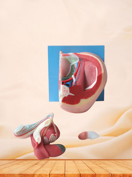 Median Sagittal Section of Male Pelvic Silicone Anatomy Model
