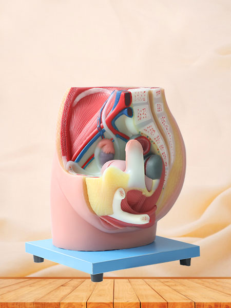 Median Sagittal Section Of Female Pelvic Soft Silicone Anatomy Model for Sale