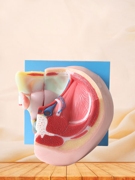 Median Sagittal Section Of Female Pelvic Soft Silicone Anatomy Model Price